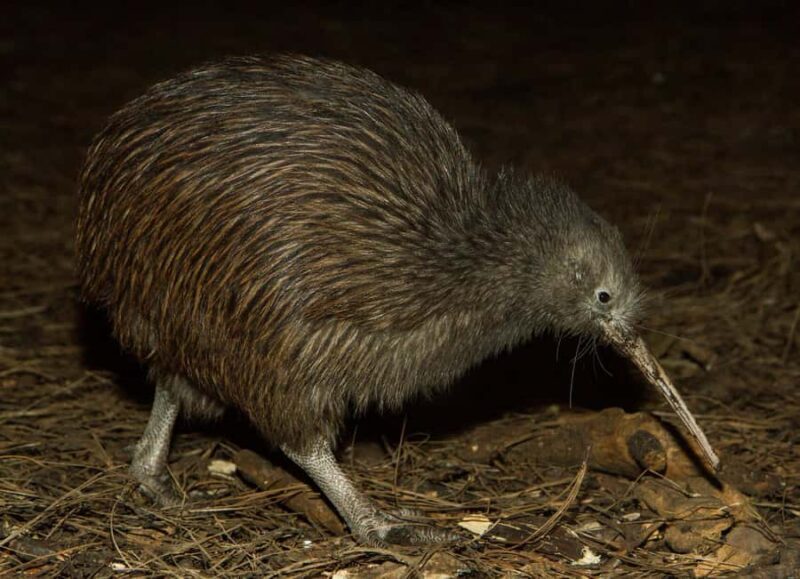 Napier: National Aquarium of New Zealand General Admission - Key Points