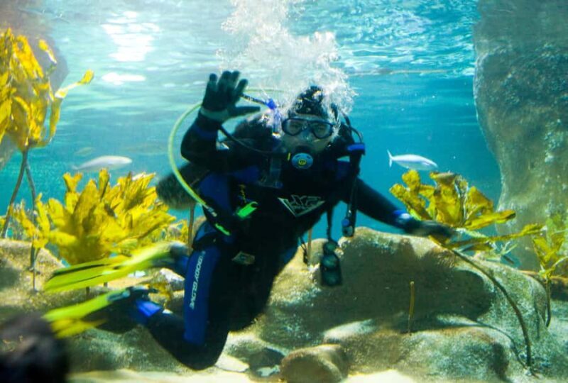 Napier: National Aquarium of New Zealand General Admission - A Practical Overview of Your Aquarium Visit