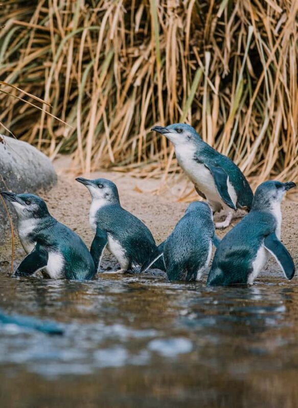 Napier: National Aquarium of New Zealand General Admission - The Sum Up