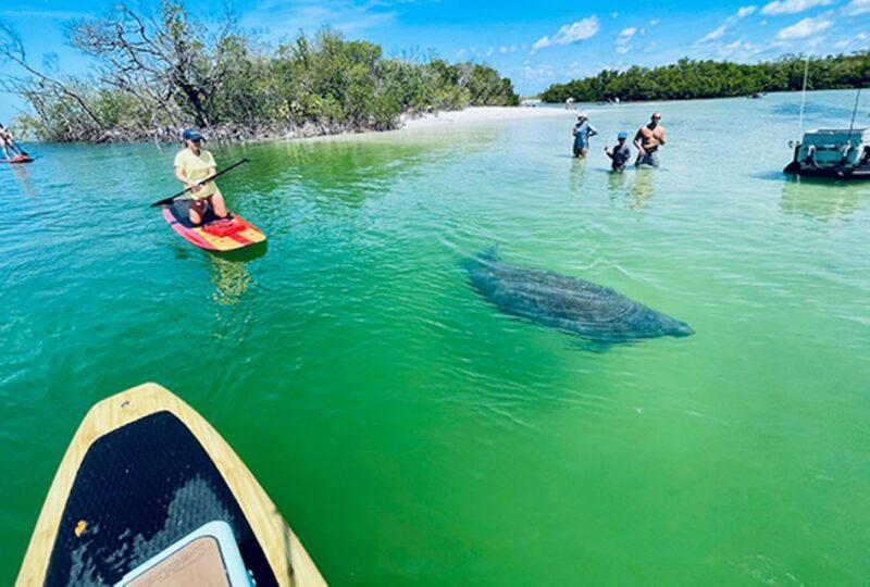 Naples, FL: Guided Standup Paddleboard or Kayak Tour - A Practical Breakdown of the Tour