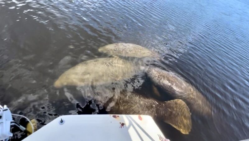 Naples, FL: Manatee, Dolphin, 10,000 Islands Beach Eco Tour - The Bottom Line