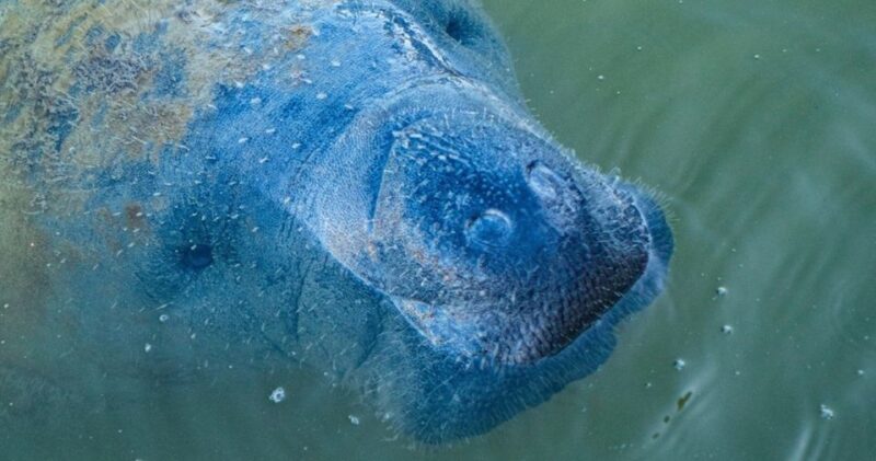Naples, FL: Manatee, Dolphin, 10,000 Islands Sunset Cruise - FAQs