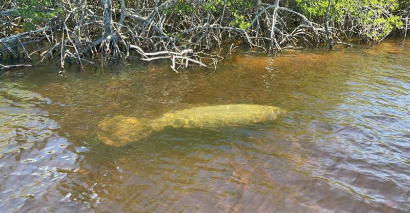 Naples, FL: Manatee Sightseeing and Wildlife Boat Tour - Who Will Love This Tour?