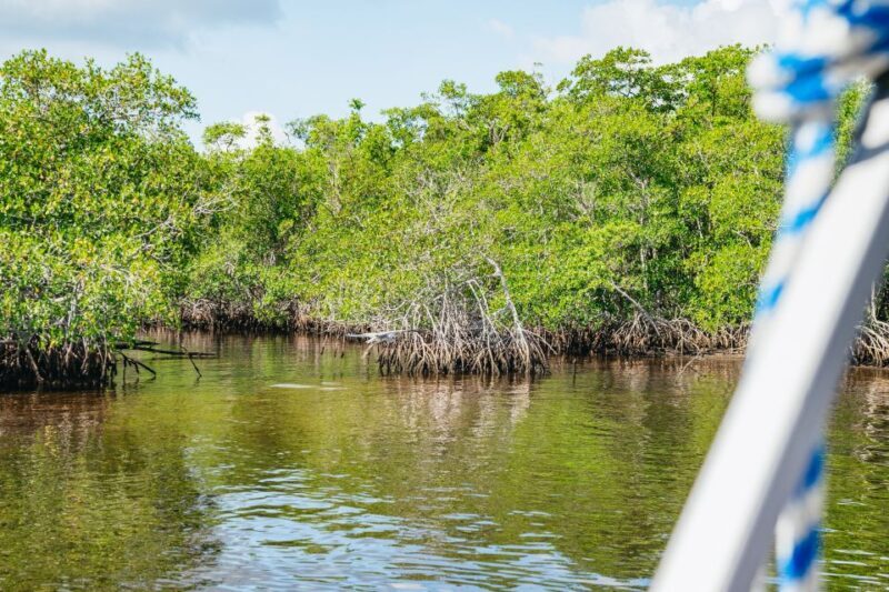 Naples, FL: Manatee Sightseeing and Wildlife Boat Tour - The Sum Up