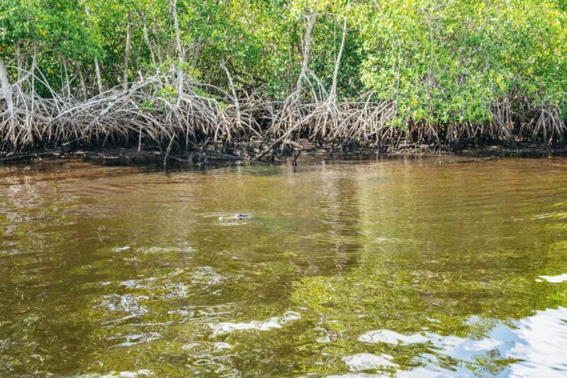 Naples, FL: Manatee Sightseeing and Wildlife Boat Tour - Frequently Asked Questions
