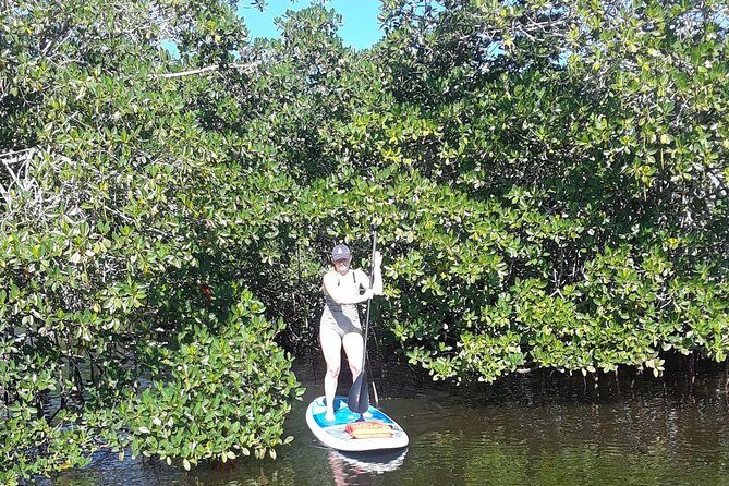 Naples Fl, Paddleboard Mangrove Forest Tour - Wildlife & Nature: What’s Likely & What’s Not
