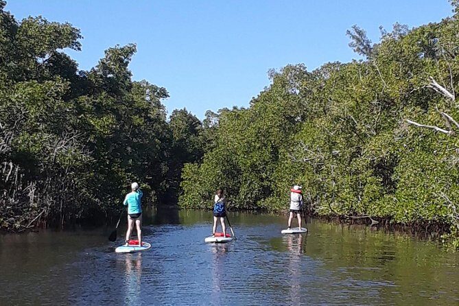 Naples Fl, Paddleboard Mangrove Forest Tour - Practical Tips for Your Paddleboard Adventure