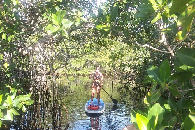 Naples Fl, Paddleboard Mangrove Forest Tour - Final Thoughts: Who Will Love This Tour?