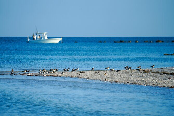 Naples Half-Day Private Eco Tour and Shelling Trip - What the Tour Offers and Why It Matters
