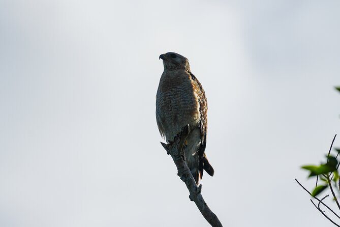 Naples Half-Day Private Eco Tour and Shelling Trip - FAQ