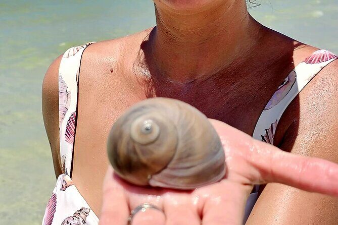 Naples Keewaydin Shelling Dolphin and Beach Tours - Detailed Tour Breakdown