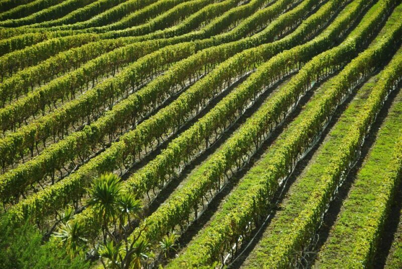 Naples: Mount Vesuvius Vineyard Tour w/ Lunch & Wine Tasting - Exploring the Mount Vesuvius Vineyard Tour with Lunch & Wine Tasting: A Genuine Taste of Italy