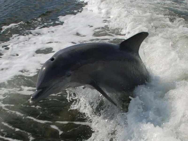 Naples: Sightseeing and Dining Cruises - Practical Tips for Your Cruise