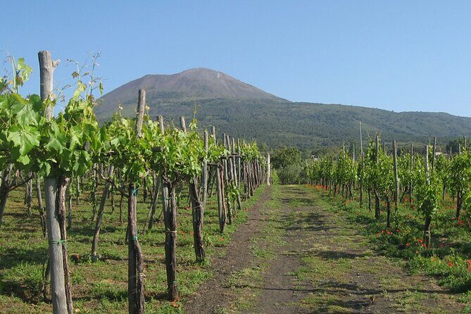 Naples transfer to Sorrento with stop at Winery or Vice Versa - Additional Information and Considerations