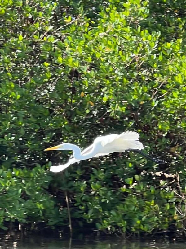 Naples: Wiggins Pass Clear Kayak Eco Tour - The Experience: Details and Insights