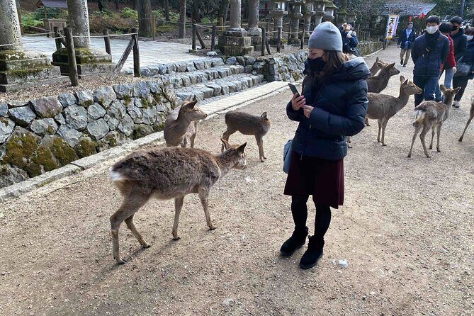 Nara 6hr Private Tour with Government-Licensed Guide - The Sum Up