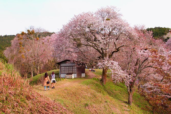 Nara Day Trip from Kyoto with a Local: Private & Personalized - Todai-ji Temple and the Daibutsuden