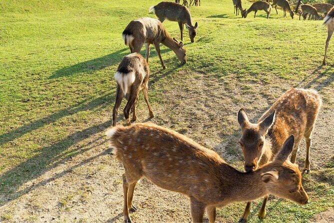 Nara Day Trip from Kyoto with a Local: Private & Personalized - Isui-en Garden