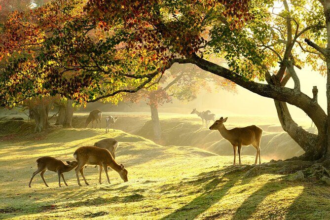 Nara Half-Day Bus Tour from Kyoto - Key Points
