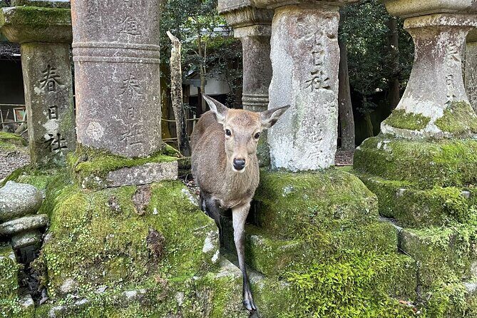 Nara Half-Day Bus Tour from Kyoto - Authentic Experiences & Insights