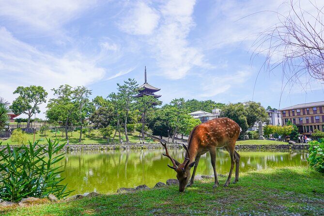 Nara Half Day Trip Walking Tour - Who Should Consider This Tour?