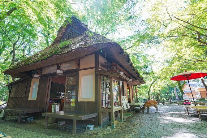 Nara Half Day Trip Walking Tour - Final Thoughts