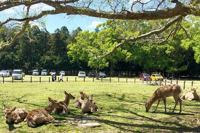 Nara Half Day Walking Tour - Exploring the Itinerary in Detail