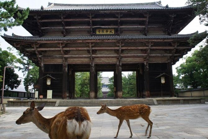 Nara Private Tour by Public Transportation from Osaka - Who Is This Tour Best For?