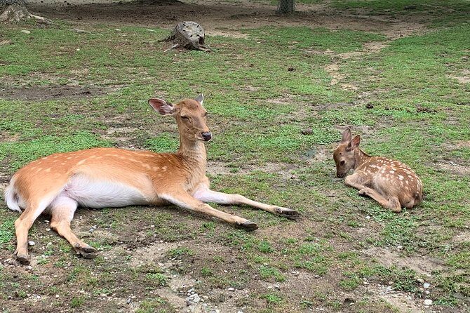 Nara private tour (Shore excursion available from Osaka or Kobe port) - FAQ