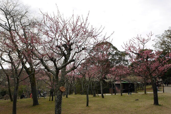 Nara Todaiji Kasuga Taisha Private Full Day Tour From Kyoto - Why This Tour Offers Great Value