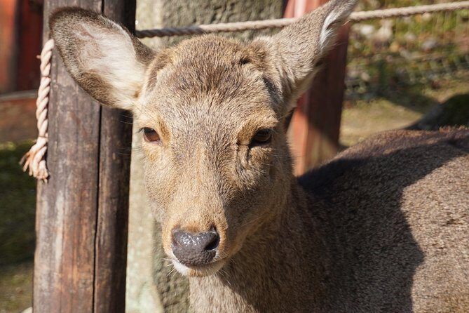 Nara Todaiji Lazy Bird Walking Tour - The Sum Up: Who Should Take This Tour?