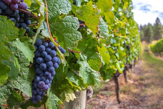 Naramata Bench 5 Winery Tour - An In-depth Look at the Naramata Bench 5 Winery Tour