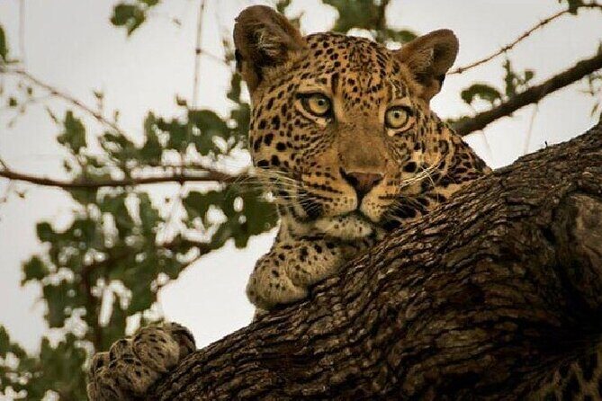 Narlai Leopard Safari and Village Walk - The Transport & Timing