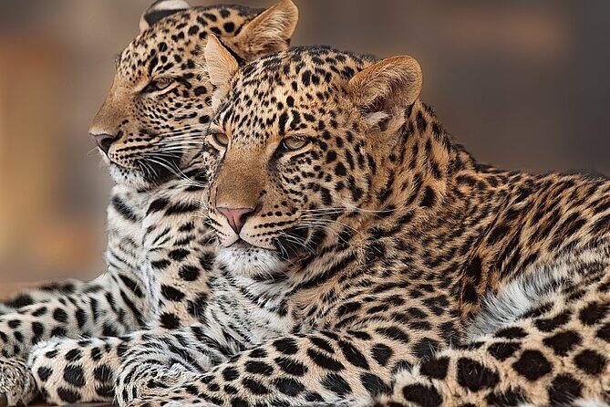 Narlai Leopard Safari and Village Walk - The Village of Narlai