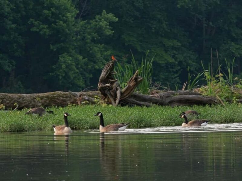 Nashville: Old Hickory Lake Clear Kayak Wildlife Tour - An Authentic Look at the Experience