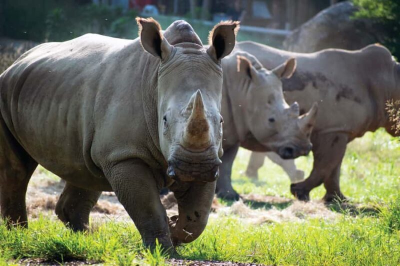 Nashville Zoo: Any-Day Admission Ticket - The Experience According to Visitors