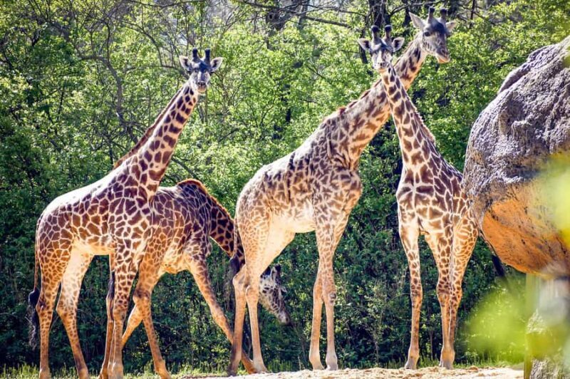 Nashville Zoo: Any-Day Admission Ticket - FAQ