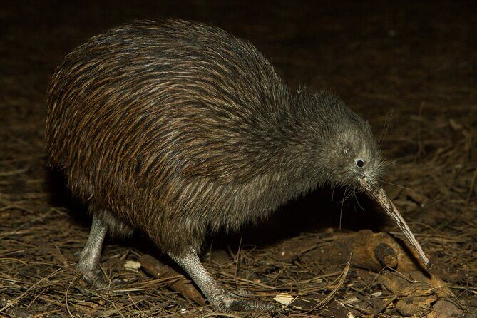 National Aquarium of New Zealand in Napier General Admission - A Closer Look at What the Aquarium Offers