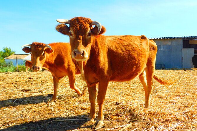 NATURA TOUR - Countryside of Lagos - ECO TUK and LOCAL guide - Who Will Love This Tour?