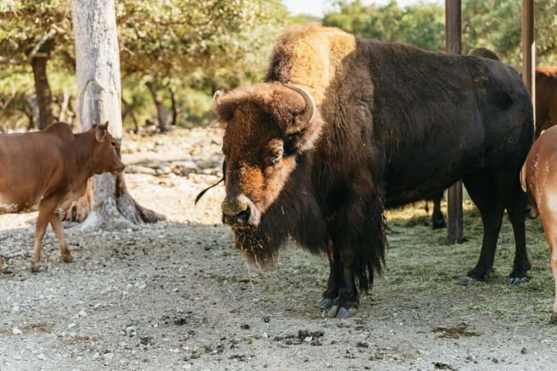 Natural Bridge Wildlife Ranch: Self-Guided Safari Drive-Thru - Who Will Love This Safari?
