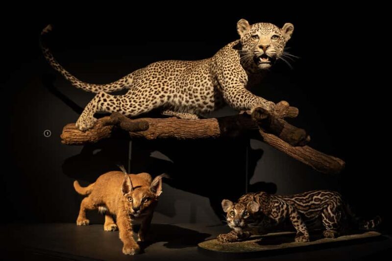 Natural History Museum LA: Entry + Fierce! The Story of Cats - A Detailed Look at the Experience
