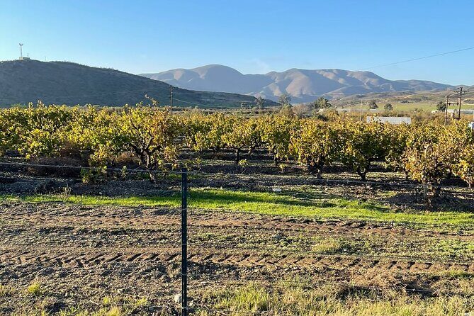 Natural Hot Springs Horseback Riding and Carne Asada Experience - The Sum Up