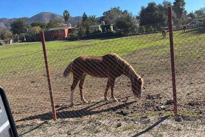 Natural Hot Springs Horseback Riding and Carne Asada Experience - FAQ