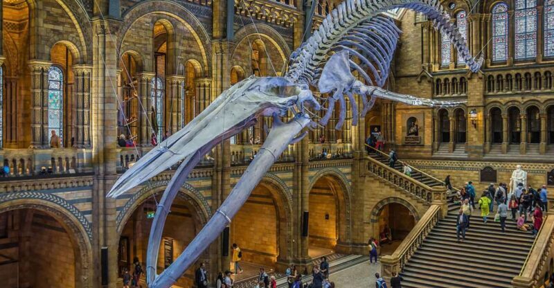 Natural Museum Adventure: Gems, Volcanoes, Dinosaurs - Why This Tour Is Worth It