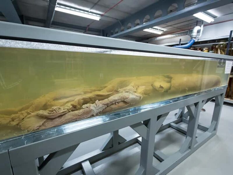 Natural Museum: Butterflies, Gems, Dinosaurs Explored - FAQ