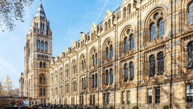 Natural Museum Secrets: Diplodocus, Blue Whale, Evolution - Key Points