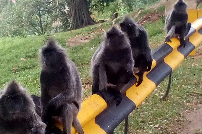 Nature At The Riverbank, Fireflies Watching By Row Boat (Guided) - Why We Love This Tour