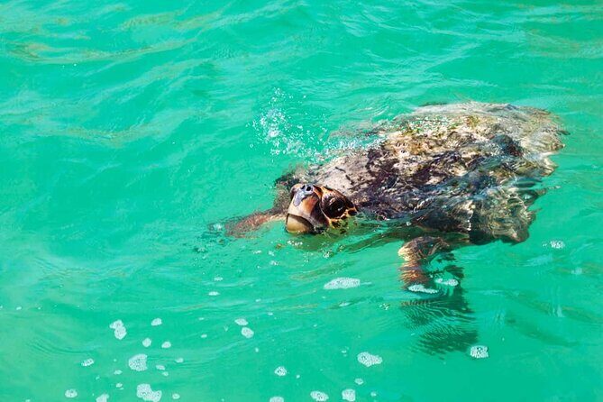 Nature Day, Sian Kaan Biosphere Tour! Round Transportation from Tulum City - Exploring the Sian K’an Biosphere Tour in Detail