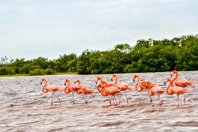 Nature tour by boat in the Natural Reserve in Río Lagartos - Key Points