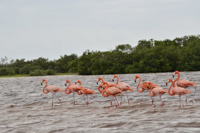 Nature tour by boat in the Natural Reserve in Río Lagartos - Introduction to the Río Lagartos Boat Tour